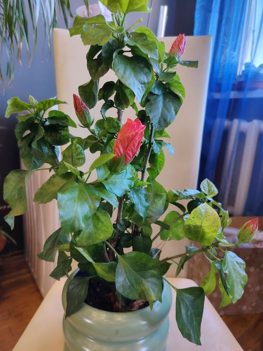 Зелени живи  растения в кашпи, червените подходящи за Свети Валентин