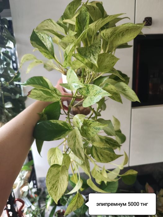 Алаказия Полли минт