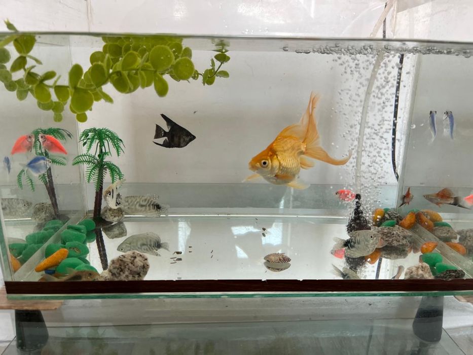 Продам с подставкой рыбы аквариум
