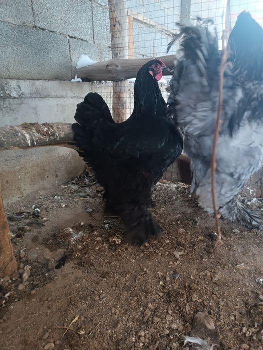 Продам  куры брамма