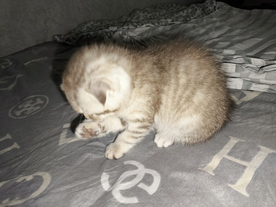 котята вислоухие