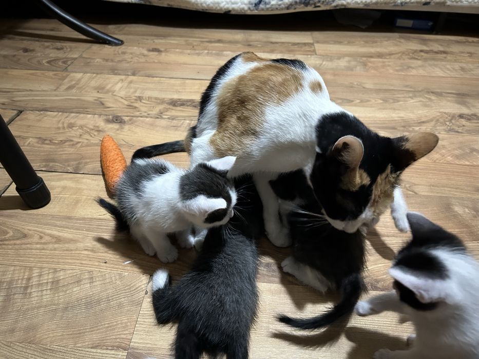 Отдам котят в хорошие руки