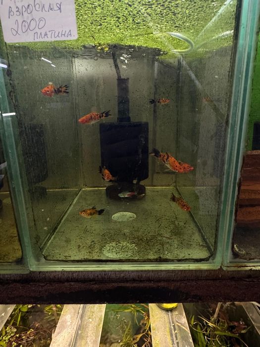 Аквариумные рыбки