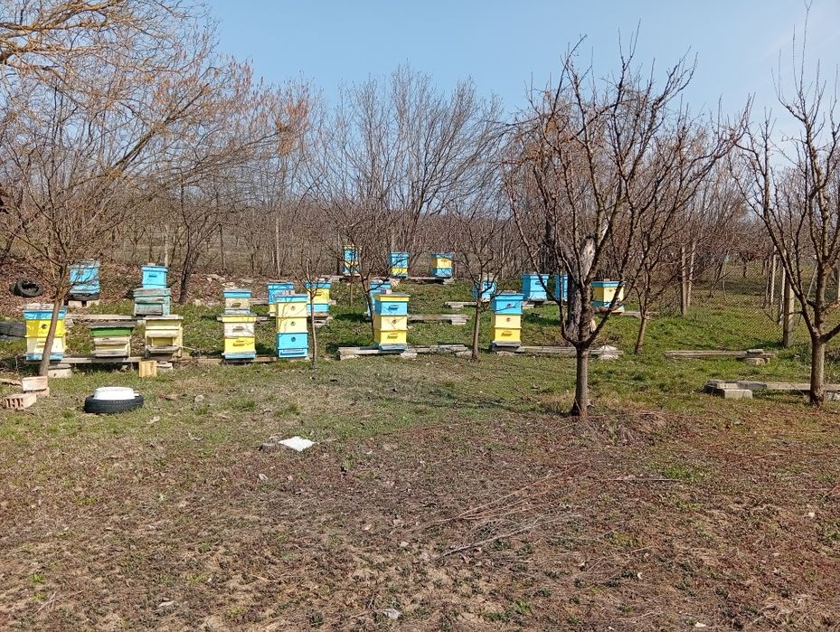 Продавам презимували пчелни семейства