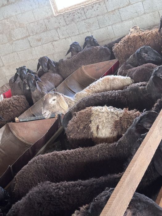 Семіз қойлар сатылады