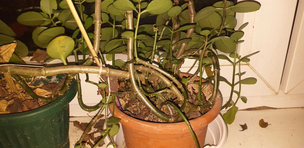 Plante ornamentaleLamai, peperomia hope si begonia frunze rosii