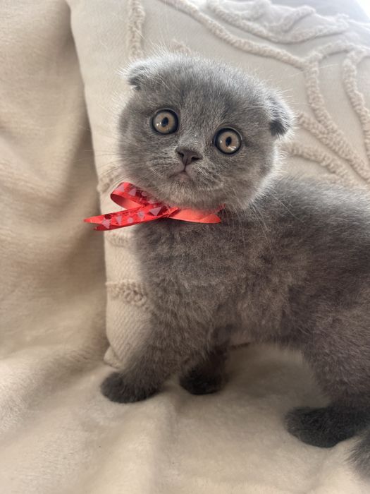 Motanel Scottish Fold