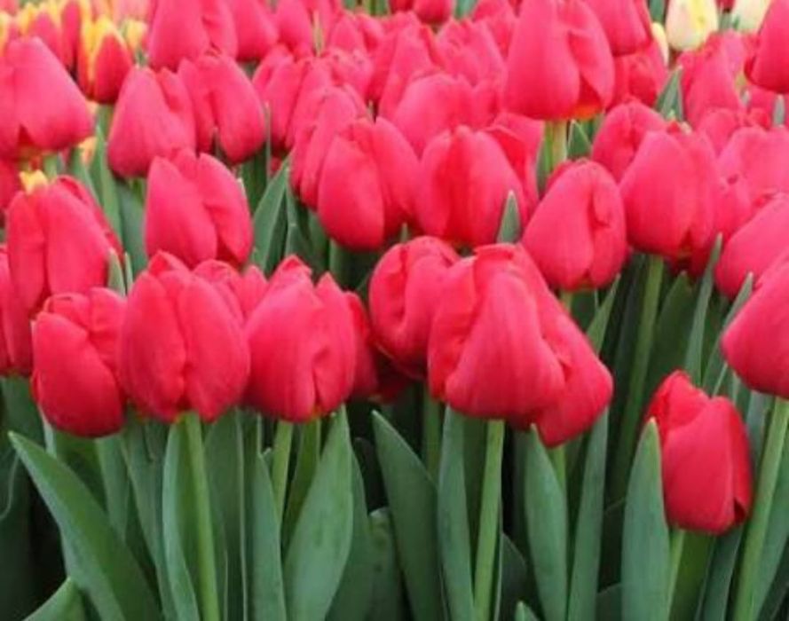 Цветы  тюльпаны  оптом  и  в розницу