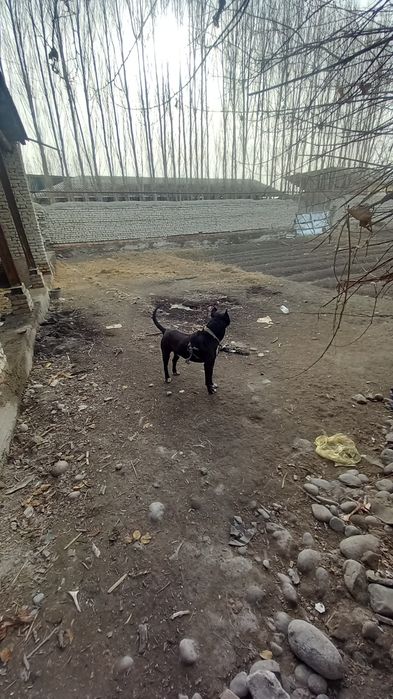 Pitbul sotiladi yoshi 1,5da ogil