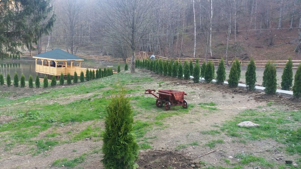 Plante ornamentale și rulou de gazon, Livrare rapida oriunde în Țară