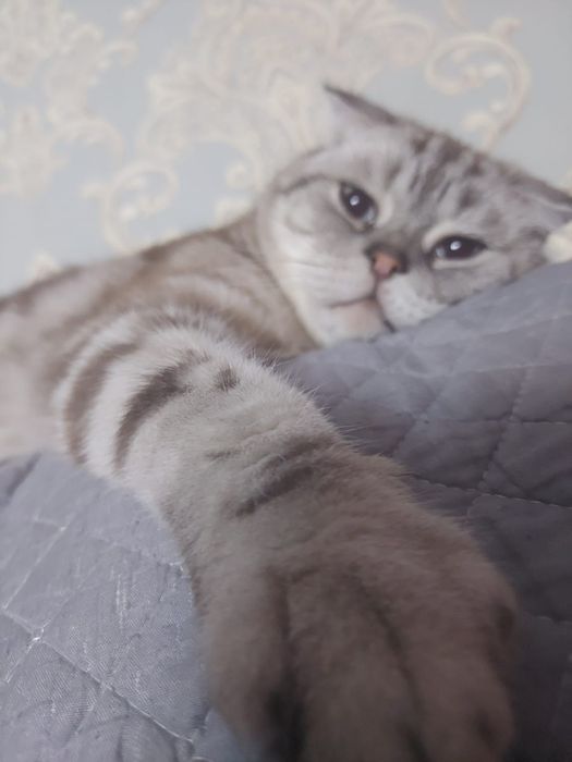 Отдам в хорошие добрые руки