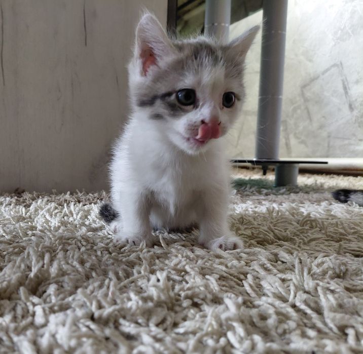 Умная серо-белая кошка ищет дом! Ест сама!