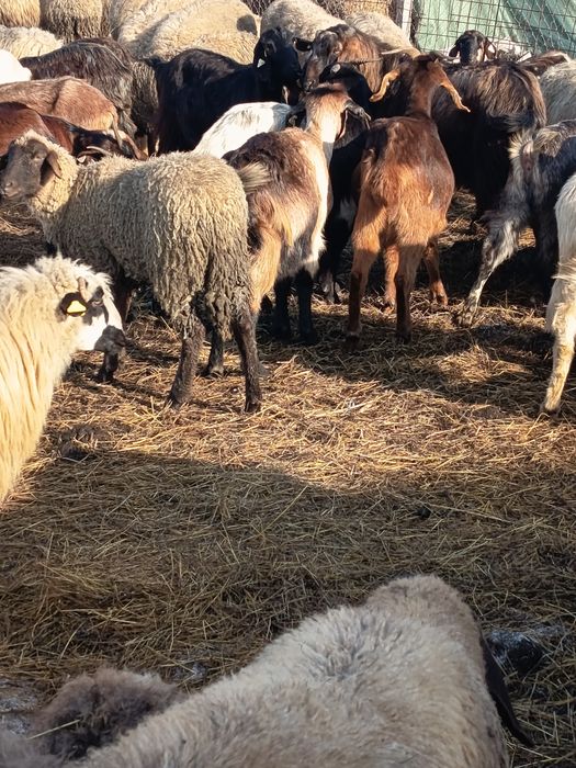 Capre de vînzare bune de ținut.