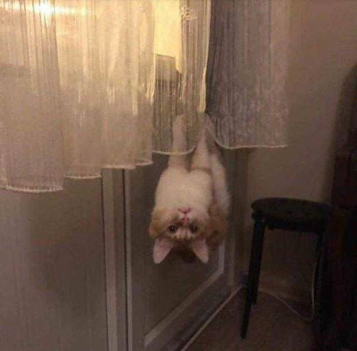 Отдам кота ради бога