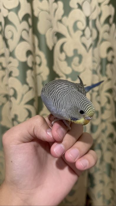 Ручной волнистый попугай