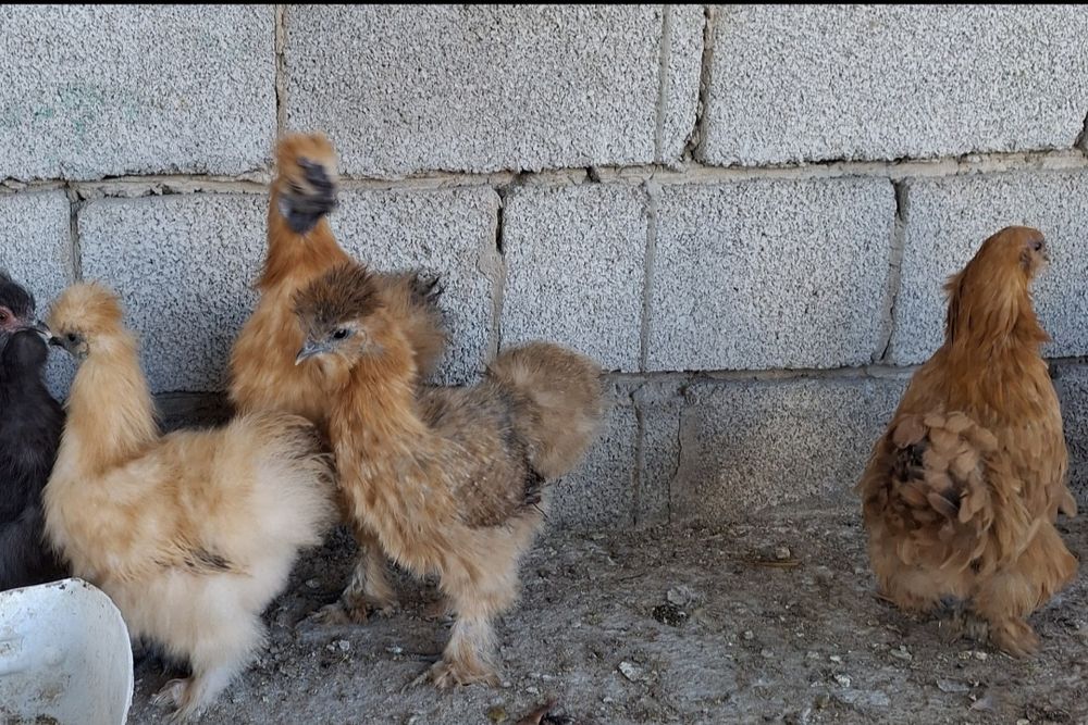 Продаются декоративные куры