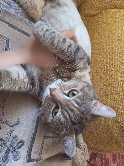 Кошка в добрые руки