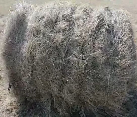 Шөп! Сено в тюках и рулонах