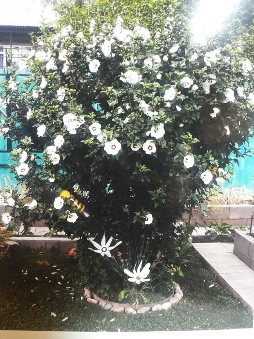 Каменные розы уличные секуленты.