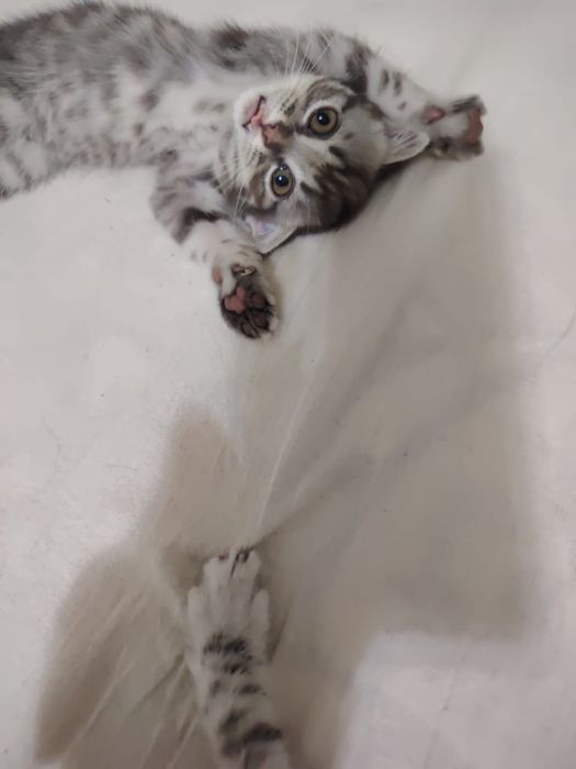 Котонек mushukchalar kichkintoylar mazzilar