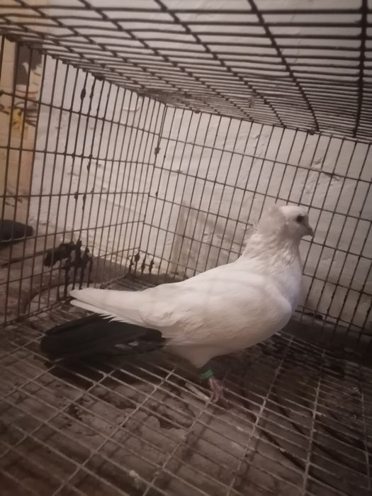 Продам голубей хорошее