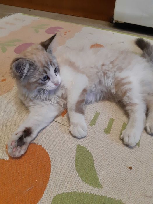 Красивый котёнок