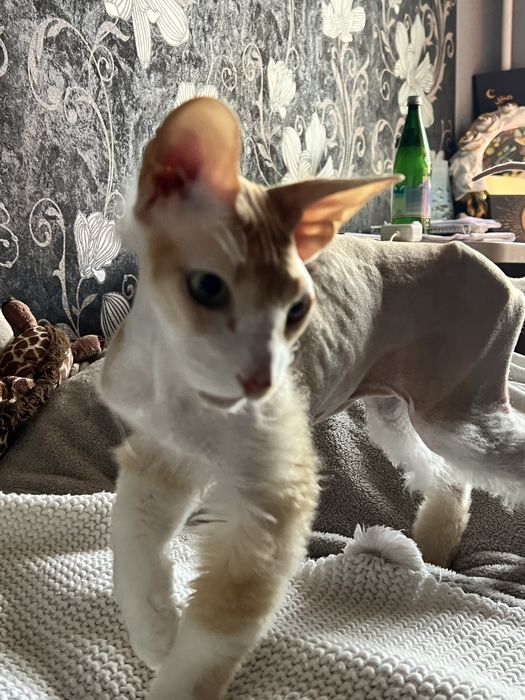 продается сфинкс браш