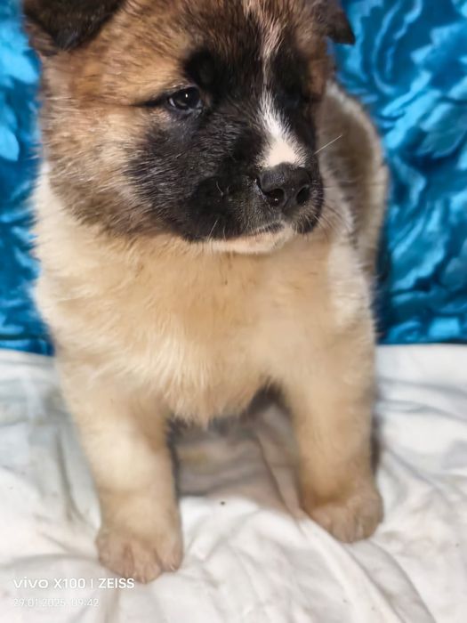 Очаровательные щенки американской акиты.