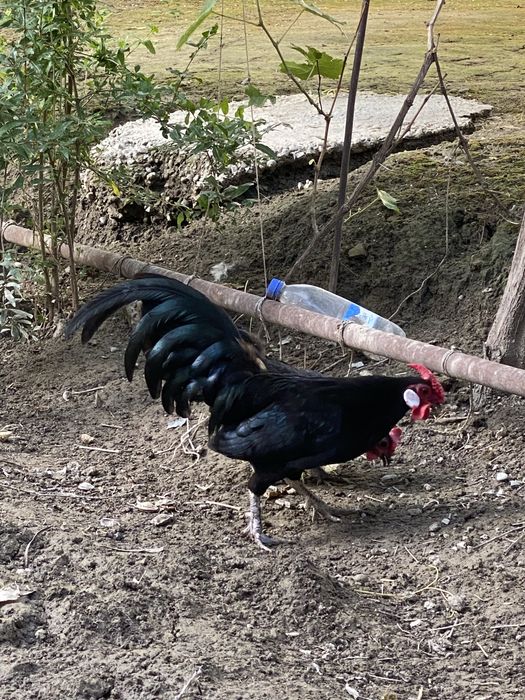 Bentam qora tuxumlari sotiladi…
