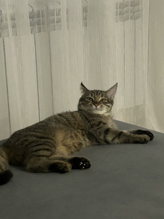 Отдам кошку в добрые руки