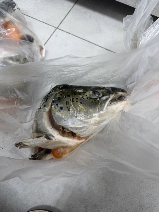 Голова семги свежий