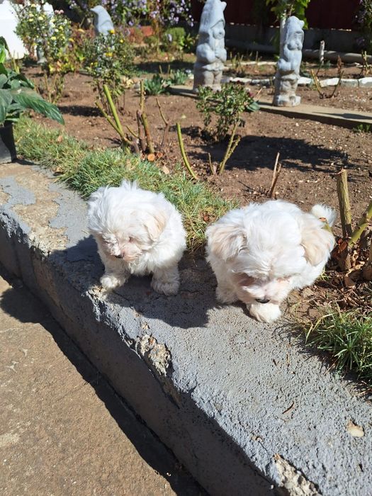 pui bichon o luna