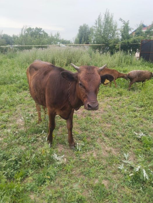 Продам телёнка срочно