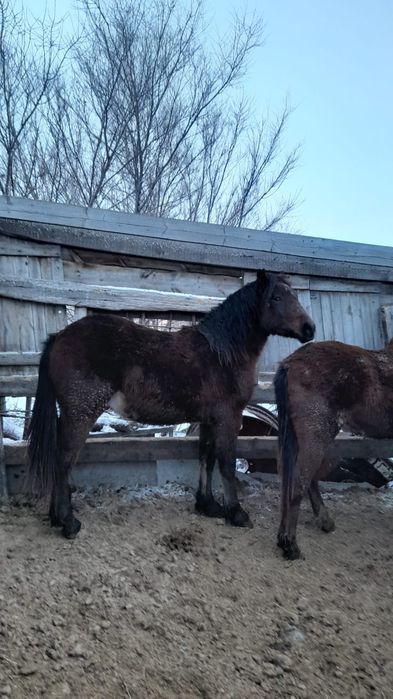 Продам жерепчиков.