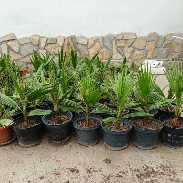 Палма - различни видове и размери палми