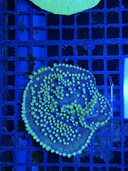 Кораллы. Море. Эуфилии. Монтипоры.