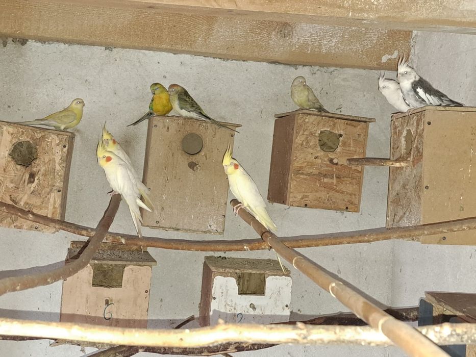 Papagali cantatori ,Nimfe,Micul si Marele Alexandru, Rossela, Agaponis