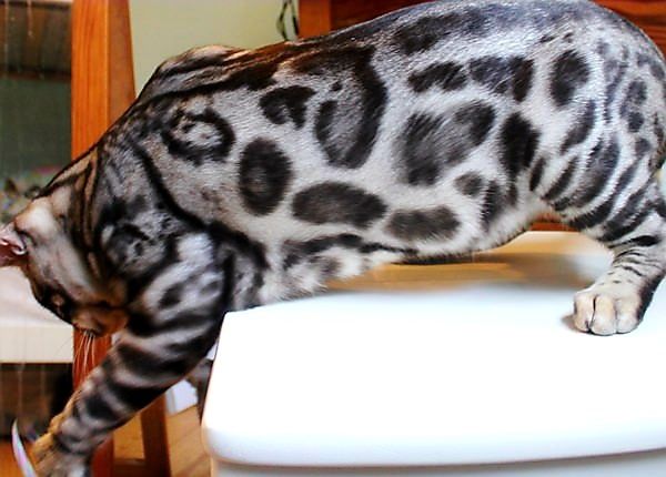 Ласкучие Серебряные бенгальские КОТЯТА!