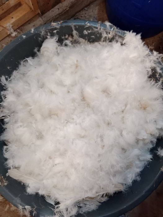 Пух гусиный свежий