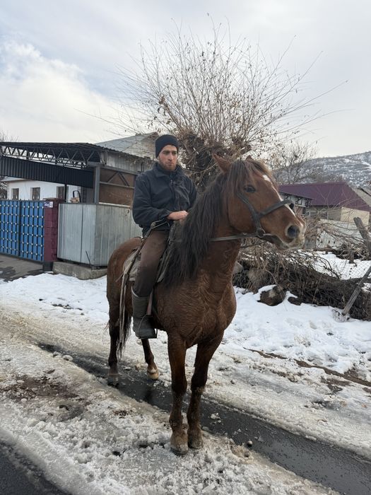 Продам жеребца 2015 года