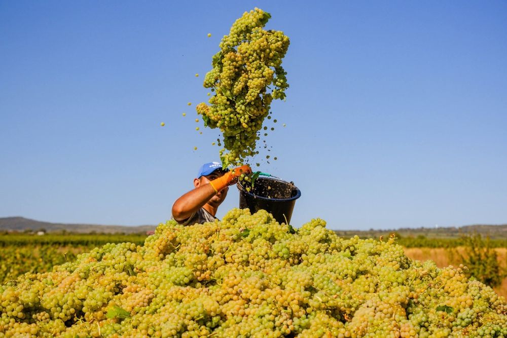 Struguri de vin .