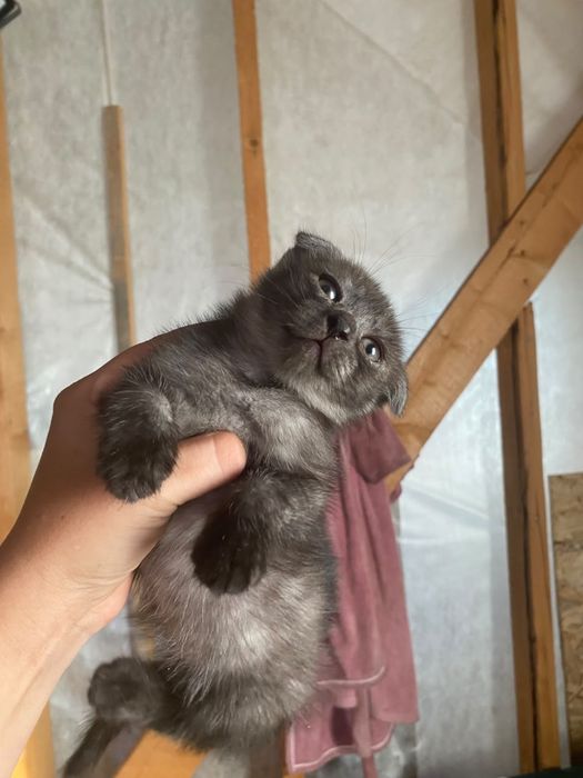 Котята британского голубого