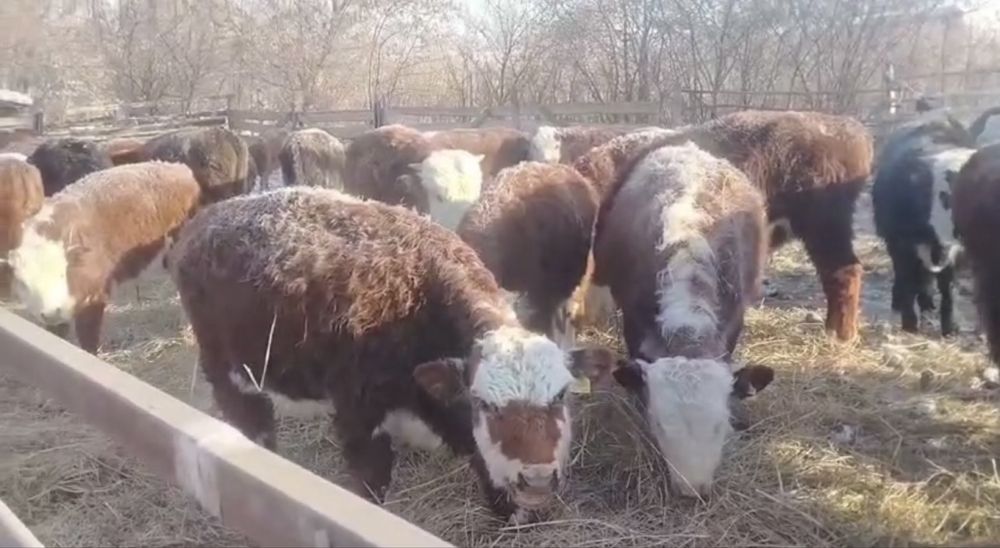 Падсос тайншалар сатылады