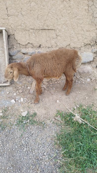 Qochqor qozilar 2 ta