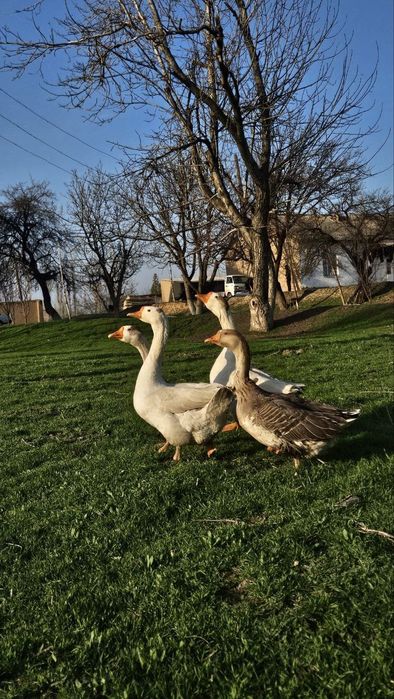 Gʻozlar sotiladi makyon xoʻrozlar, soglom