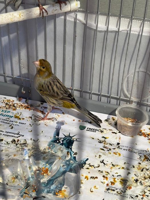 Канарейка самец зеленое дерево