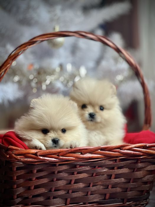 Мини померан померан