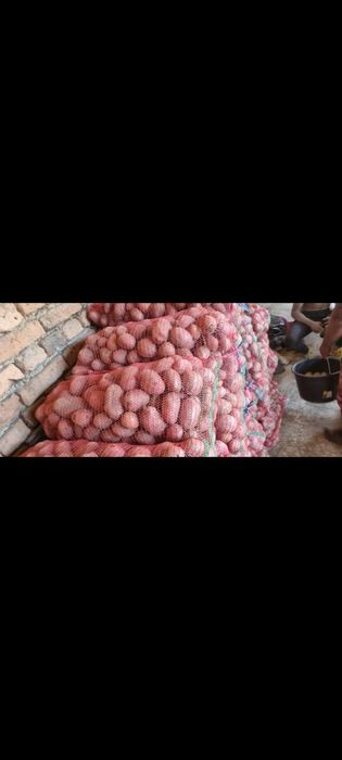 Vand cartofi grau triticala porumb