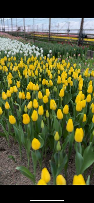 Тюльпаны оптом и в розницу