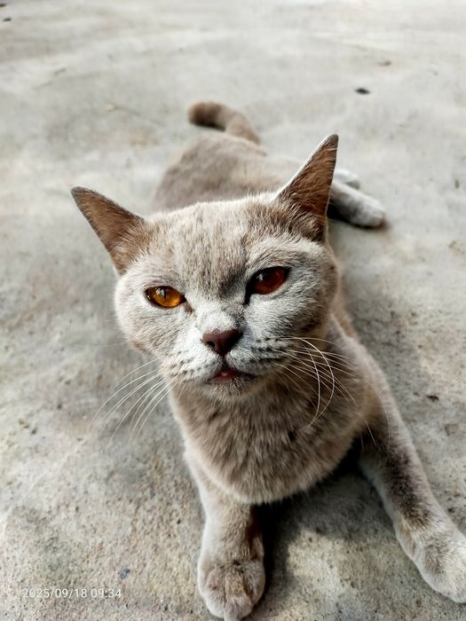 Британский скотиш прямоухий. Леона. Из Турции.